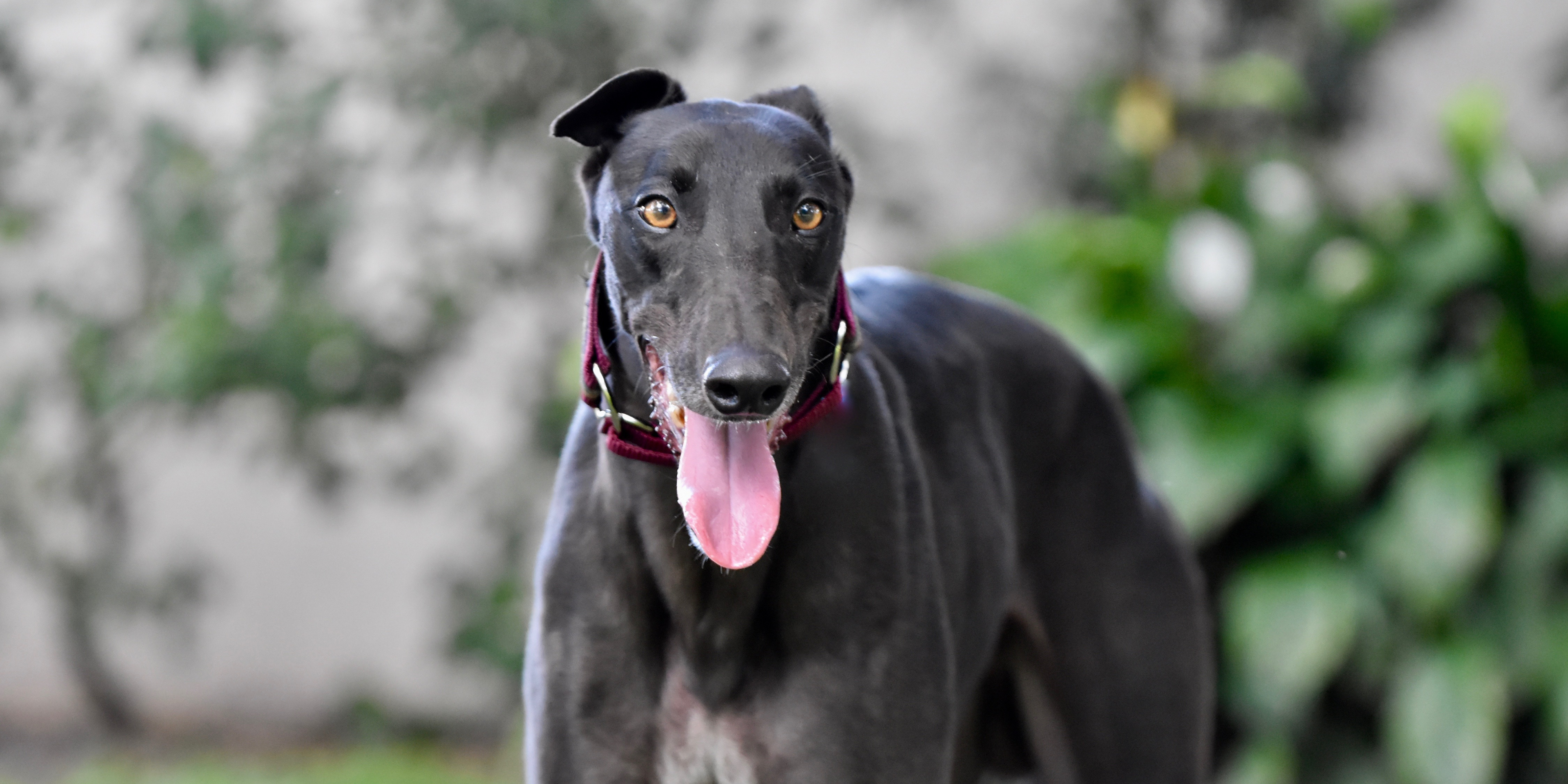 Greyhound biscuits sales